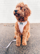 Creme Brulee Harness (Seconds)