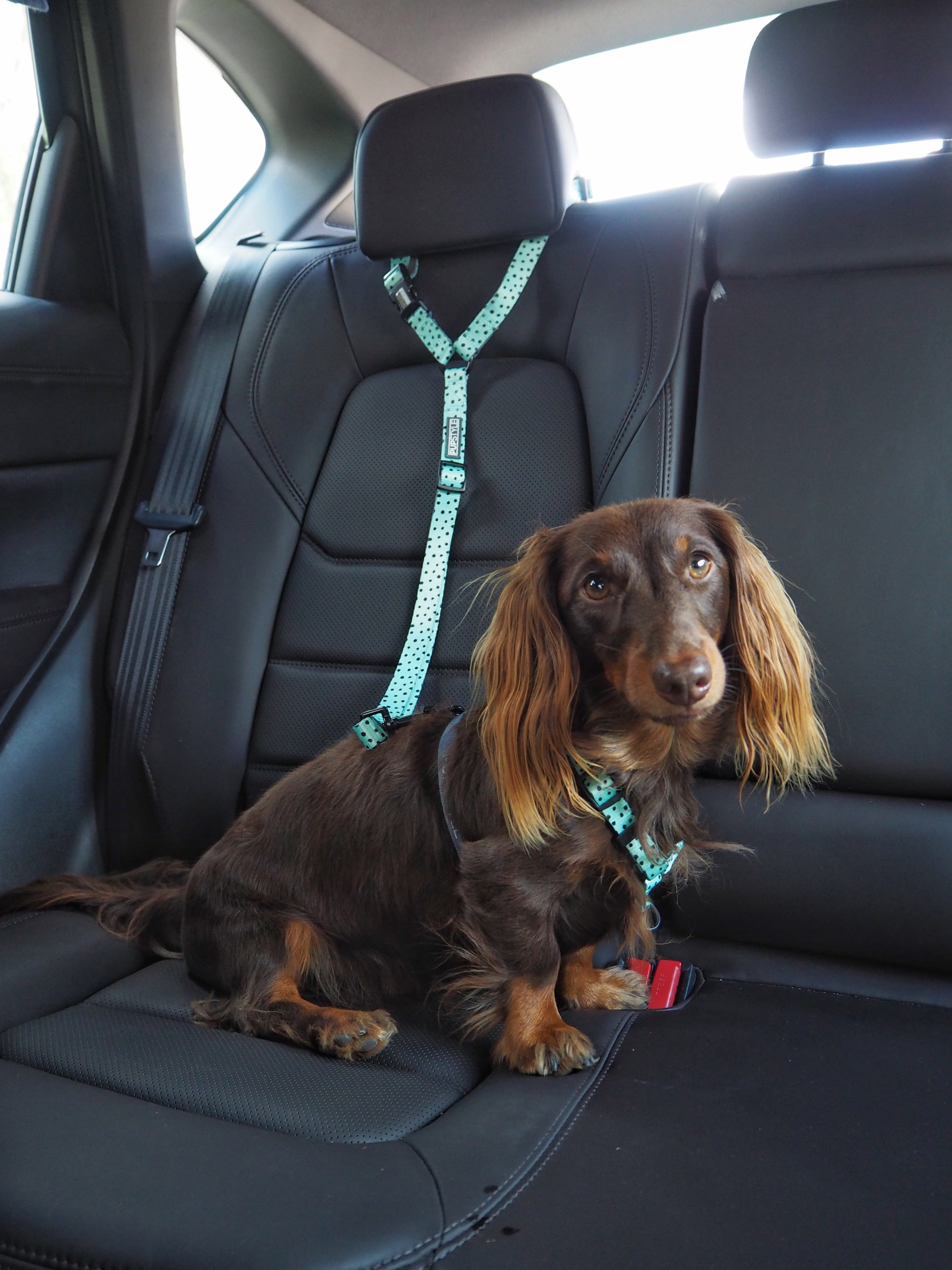 Car Restraints – PUPSTYLE
